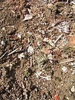 Cardaminopsis arenosa subsp Borbasii (fam Brassicacees) (Europe centrale) (1) (Photo F. Mrugala)